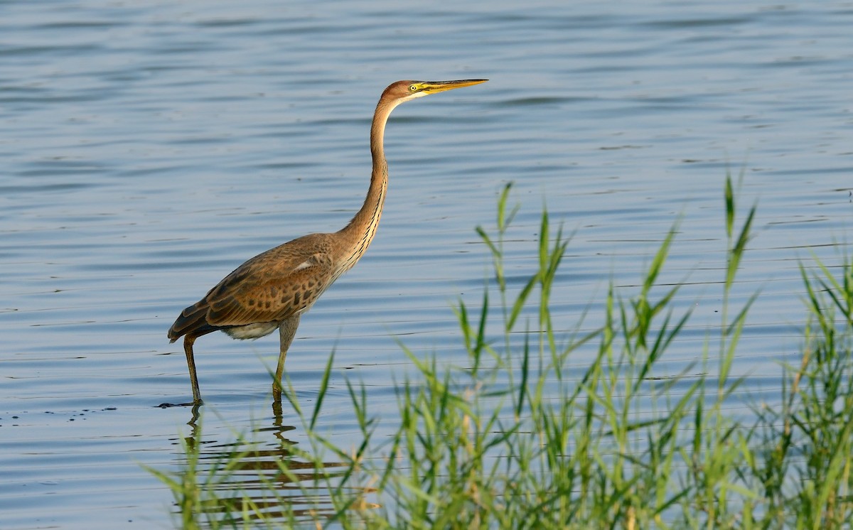 Purple Heron (Purple) - ML204617871