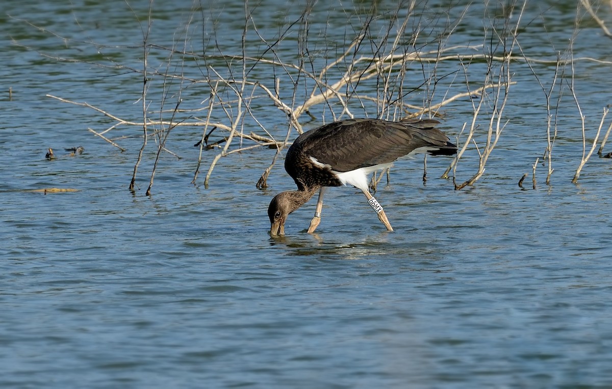 Black Stork - ML204617881