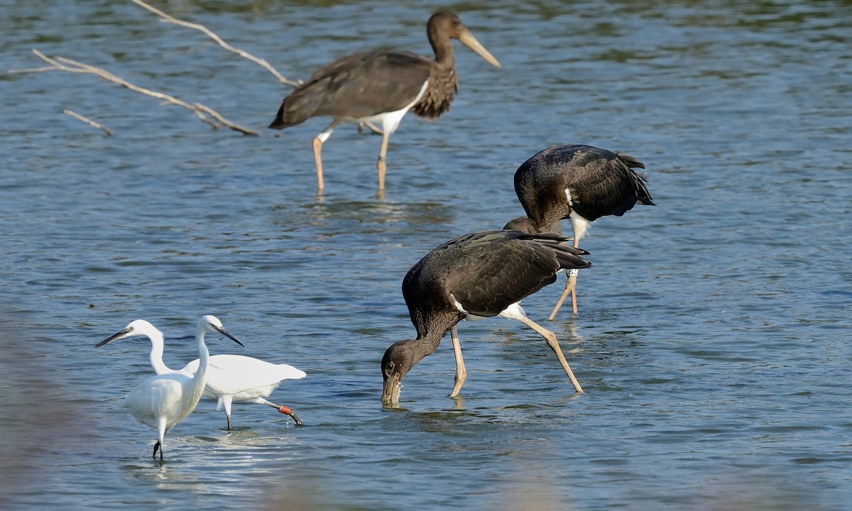 Little Egret (Western) - ML204617901