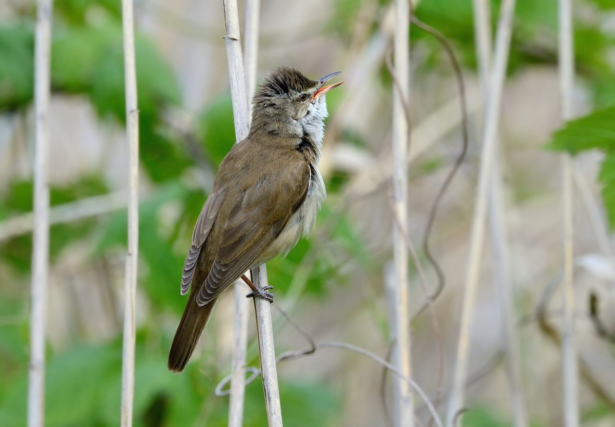 Great Reed Warbler - ML204617991