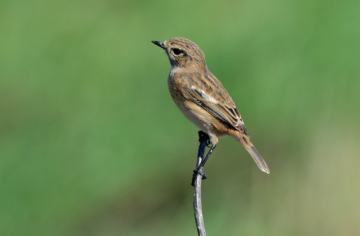 European Stonechat - ML204618051