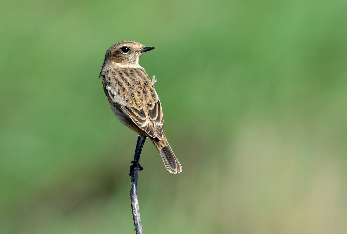 European Stonechat - ML204618061