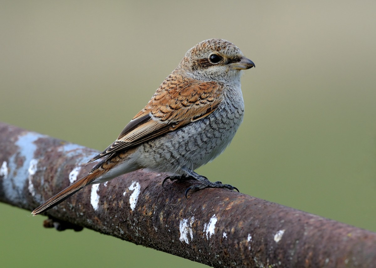 Red-backed Shrike - ML204618081