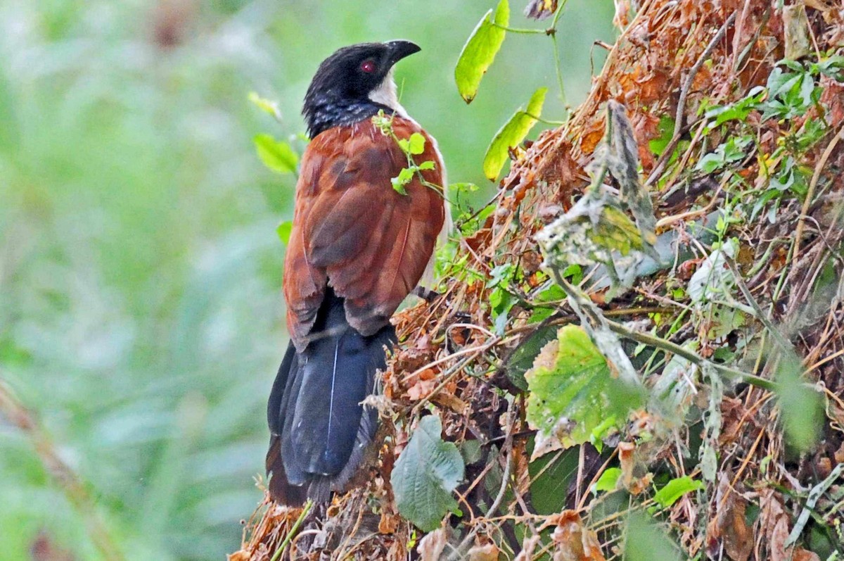 Blue-headed Coucal - ML204618471