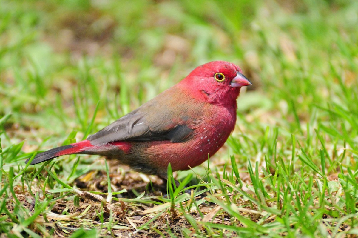 Red-billed Firefinch - ML204618491