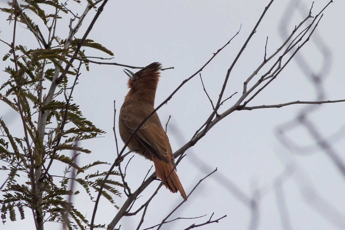 Brown Cacholote - ML204618601