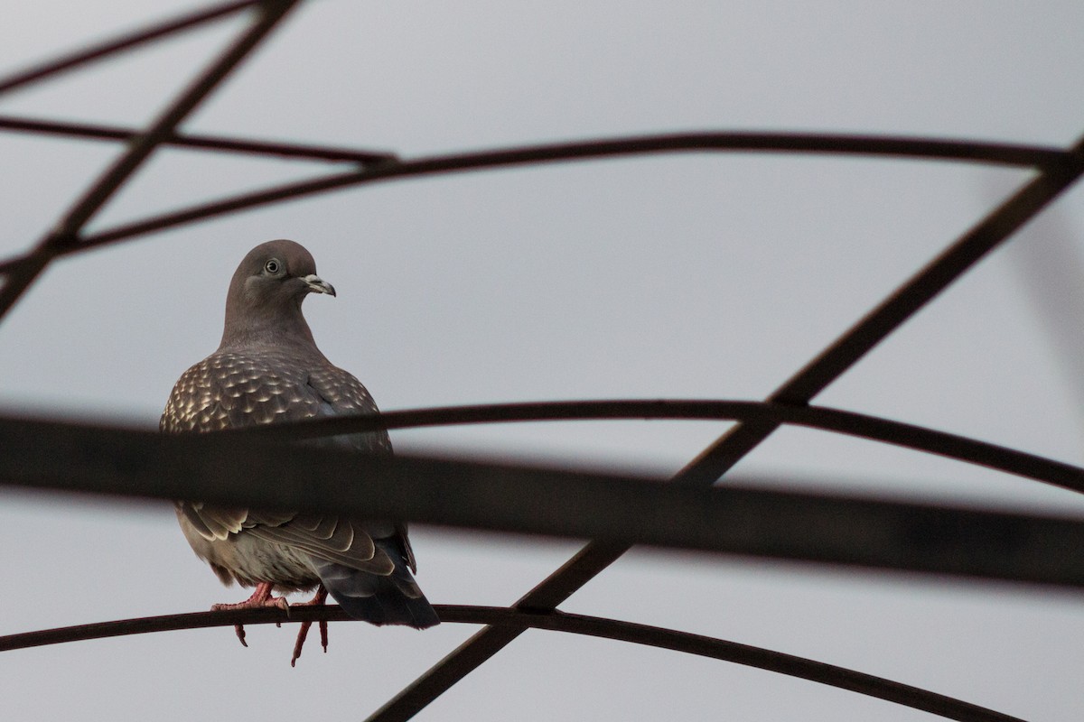 Pigeon tigré (maculosa) - ML204618611