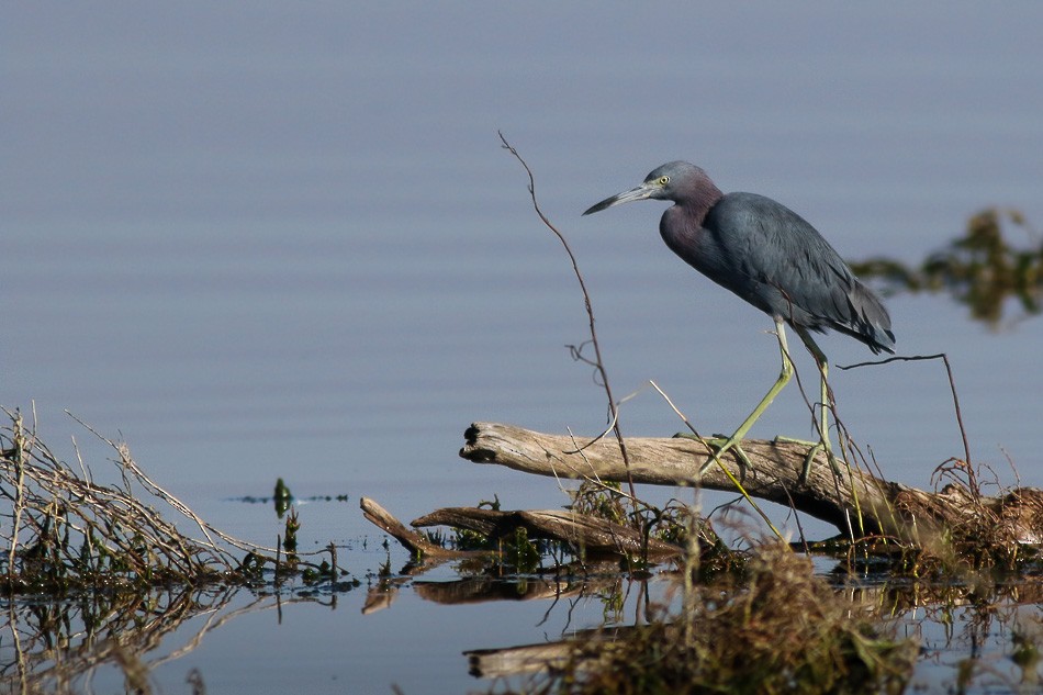 Little Blue Heron - Jorge Claudio Schlemmer