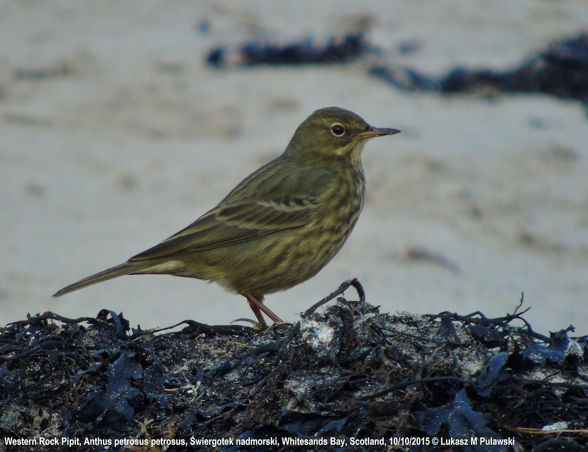 Rock Pipit (Western) - ML204619501