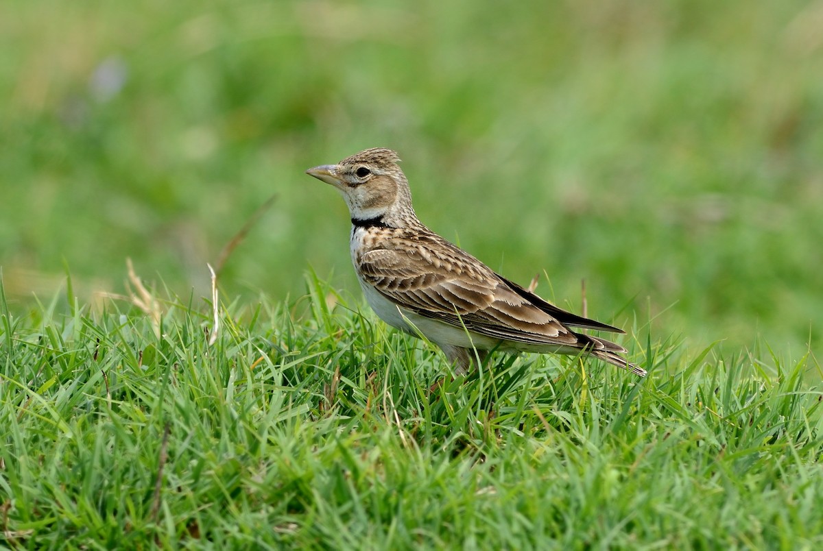 Calandria Común - ML204619881