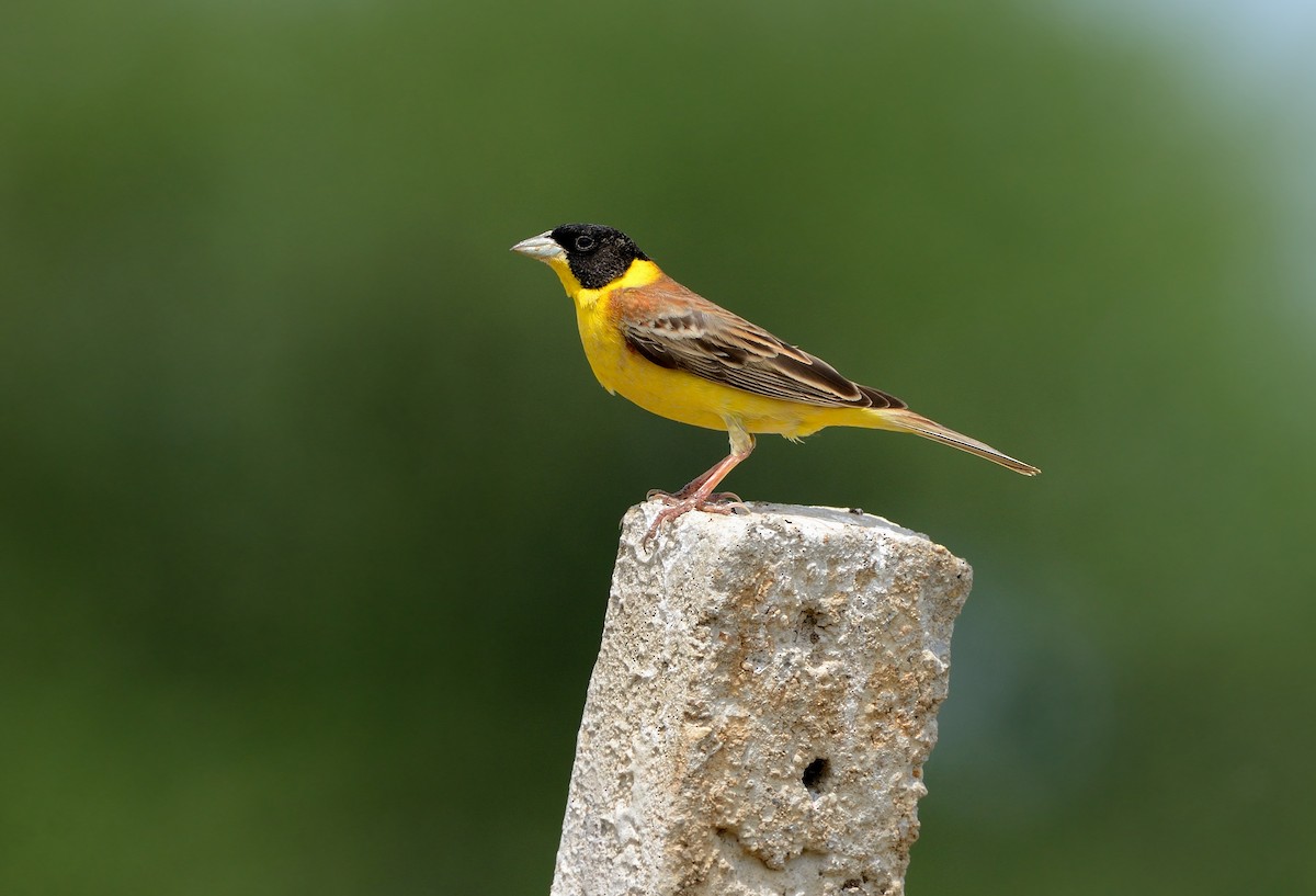 Black-headed Bunting - ML204619951