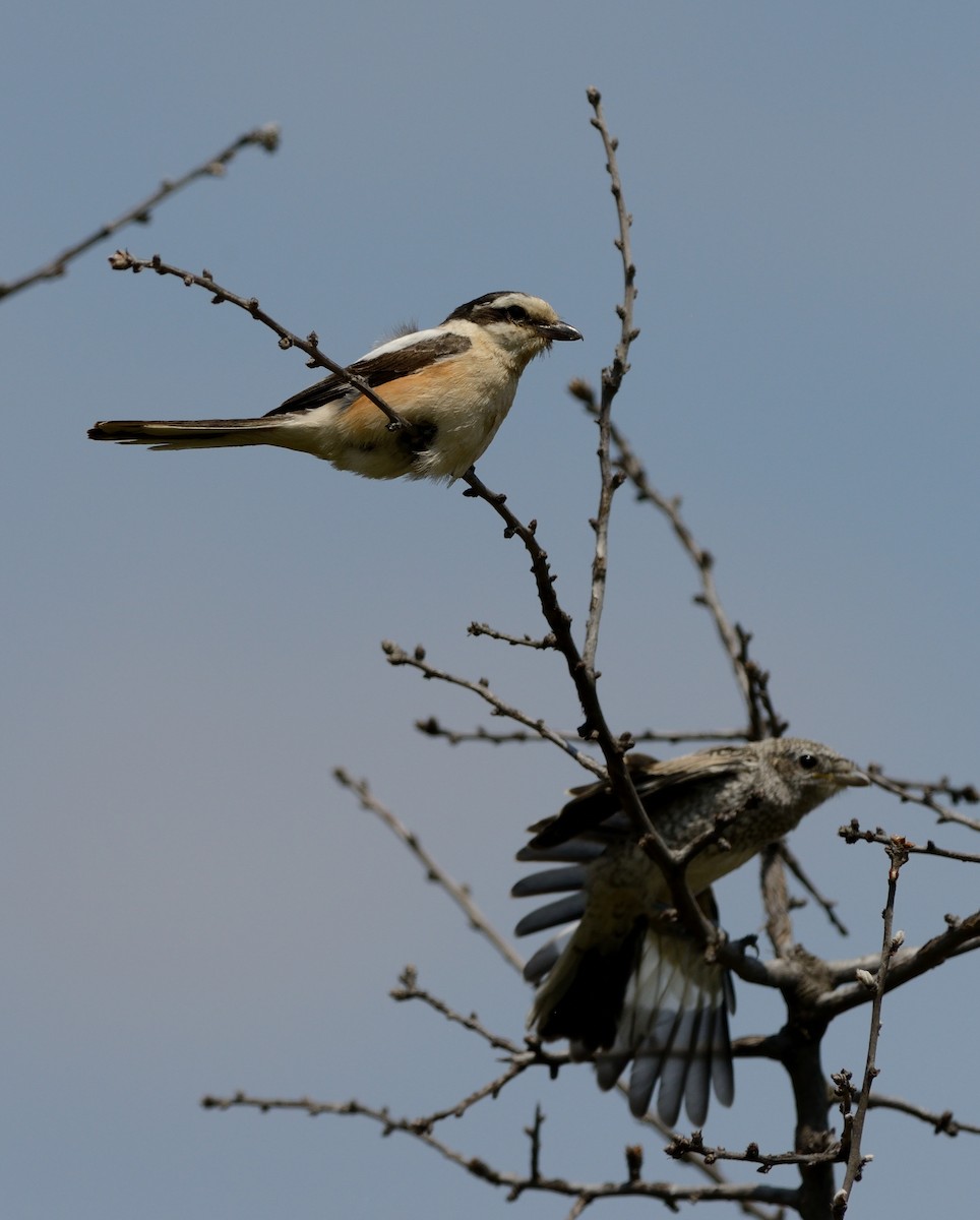 Masked Shrike - Pavel Štěpánek