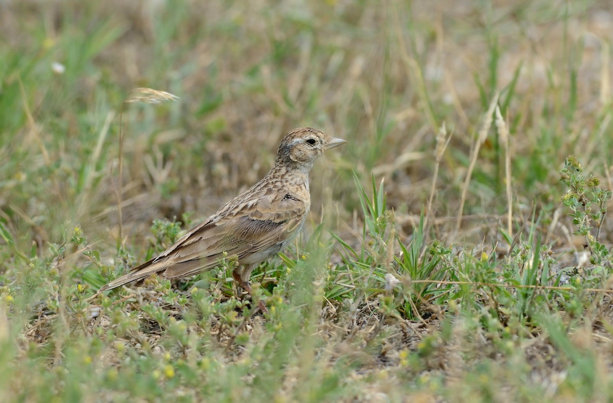 Greater Short-toed Lark - Pavel Štěpánek