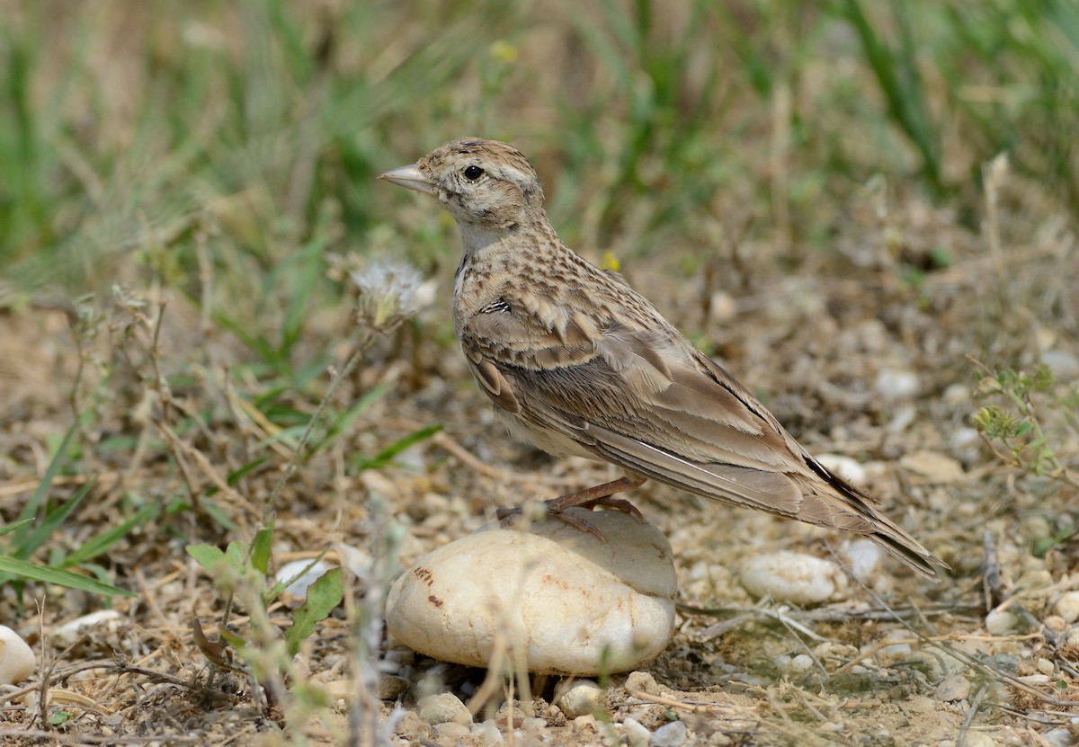 Greater Short-toed Lark - ML204620101