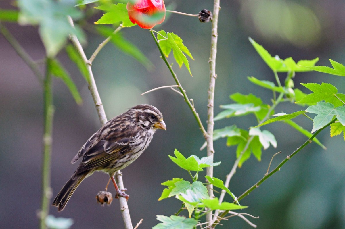 Streaky Seedeater - Frank Sandvoss