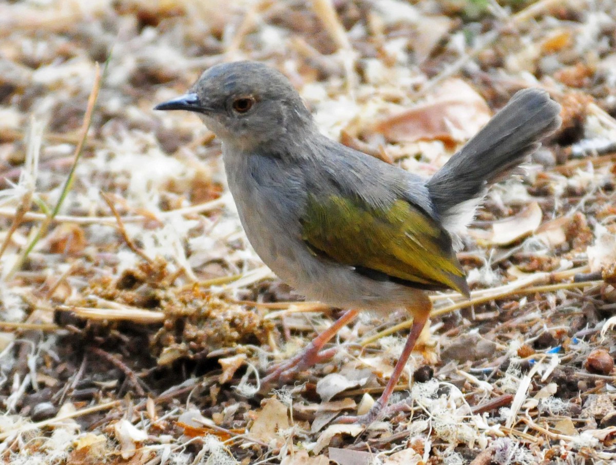 Green-backed Camaroptera - ML204620591