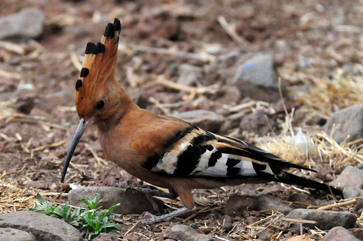 Eurasian Hoopoe - ML204620601