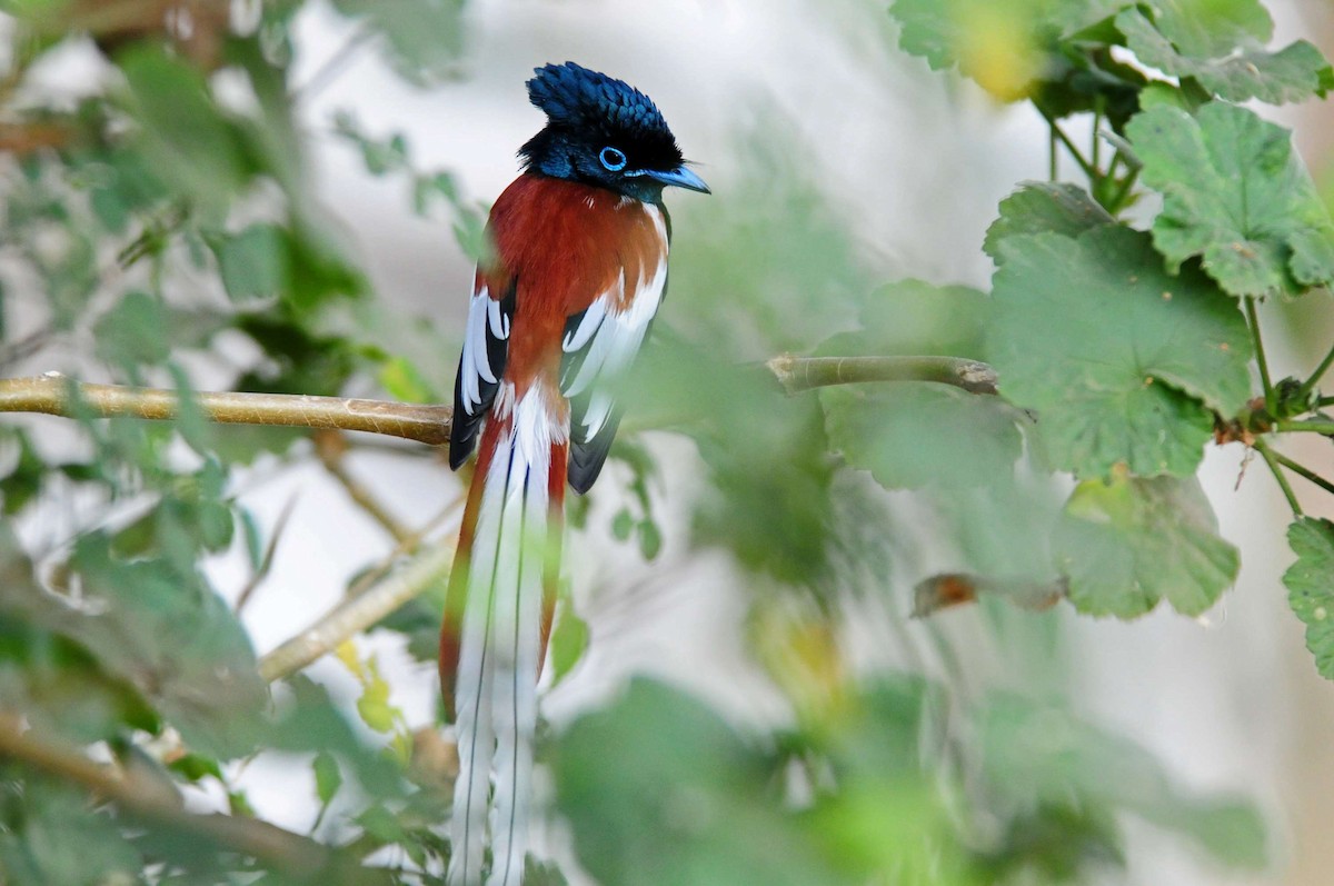 African Paradise-Flycatcher - ML204620721