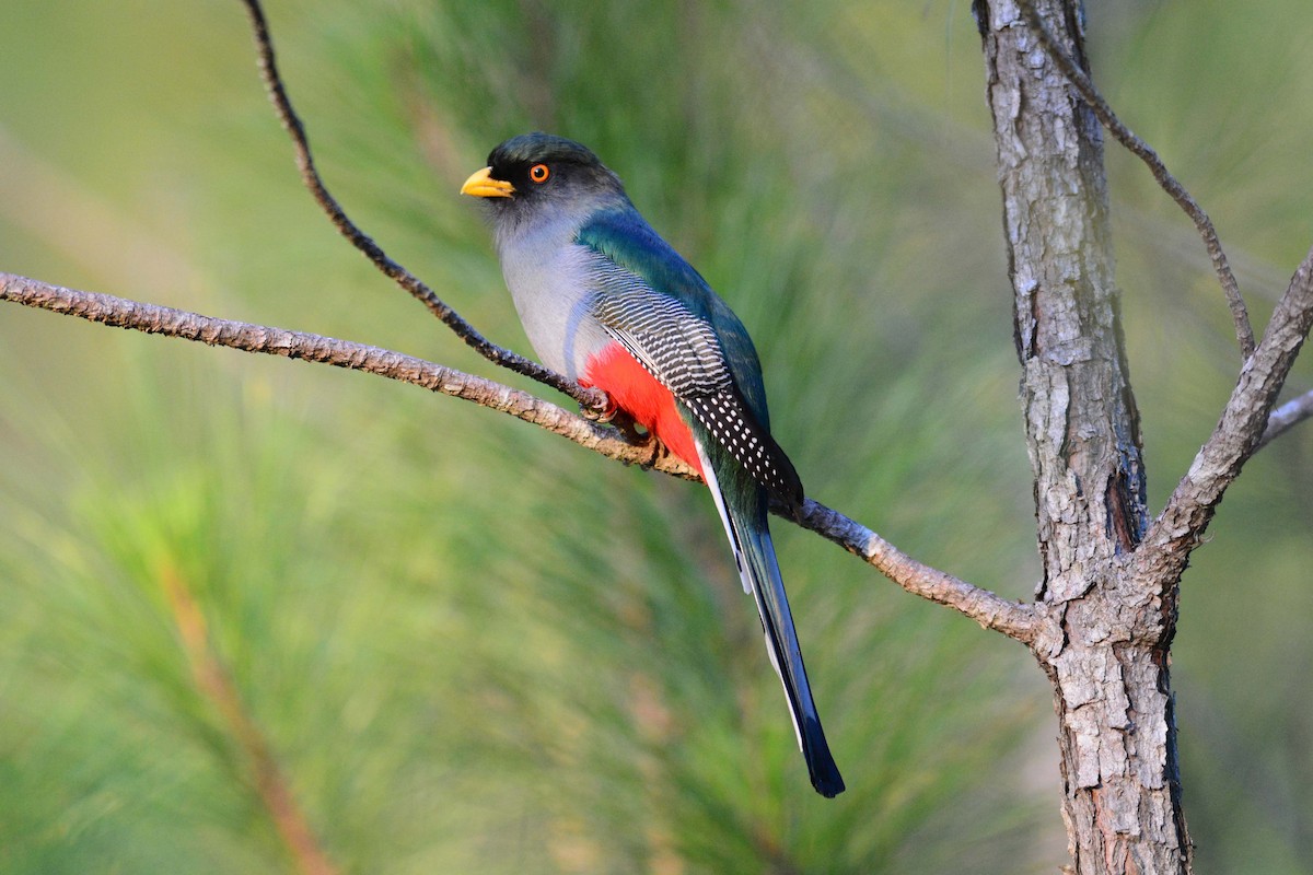 Hispaniolan Trogon - ML204620811
