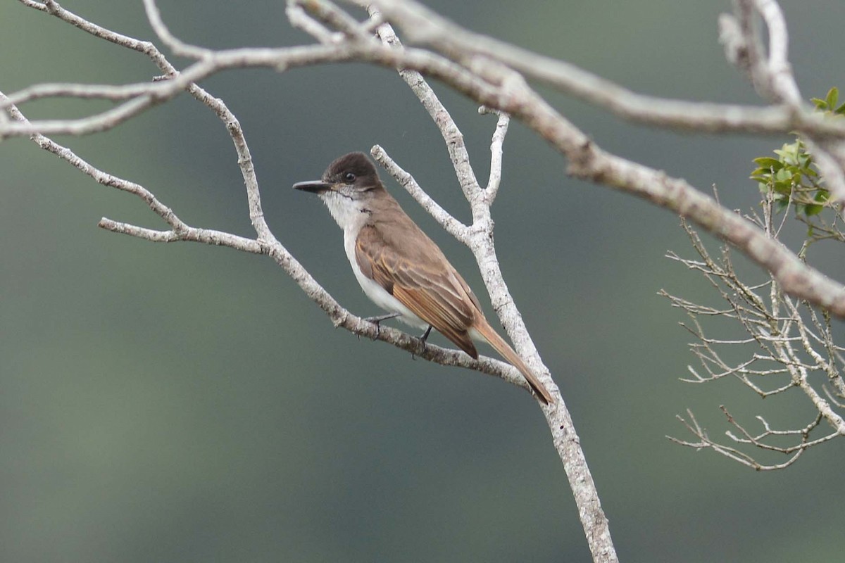 Loggerhead Kingbird (Hispaniolan) - ML204620821