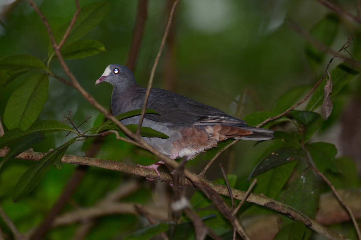 White-fronted Quail-Dove - ML204620831