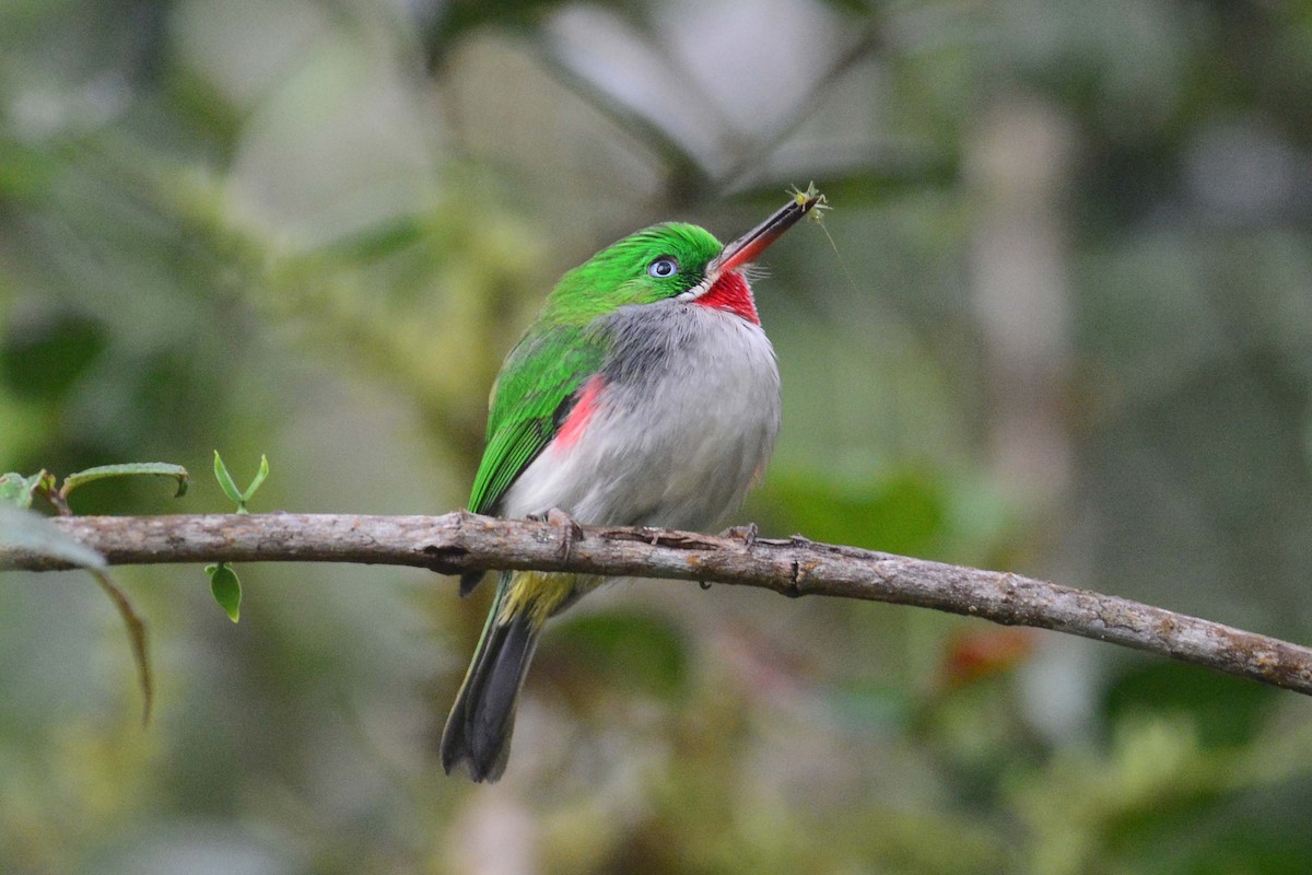 Narrow-billed Tody - ML204620841