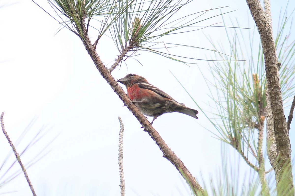 Hispaniolan Crossbill - ML204620861