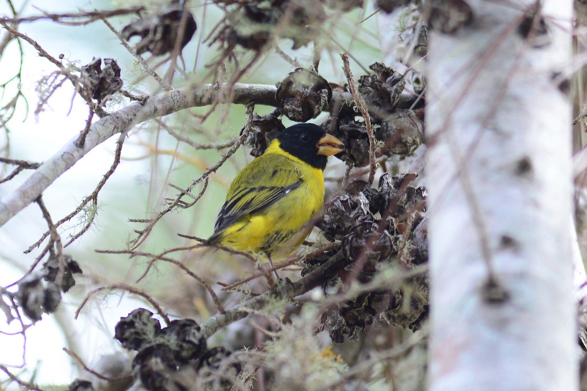 Antillean Siskin - ML204620891