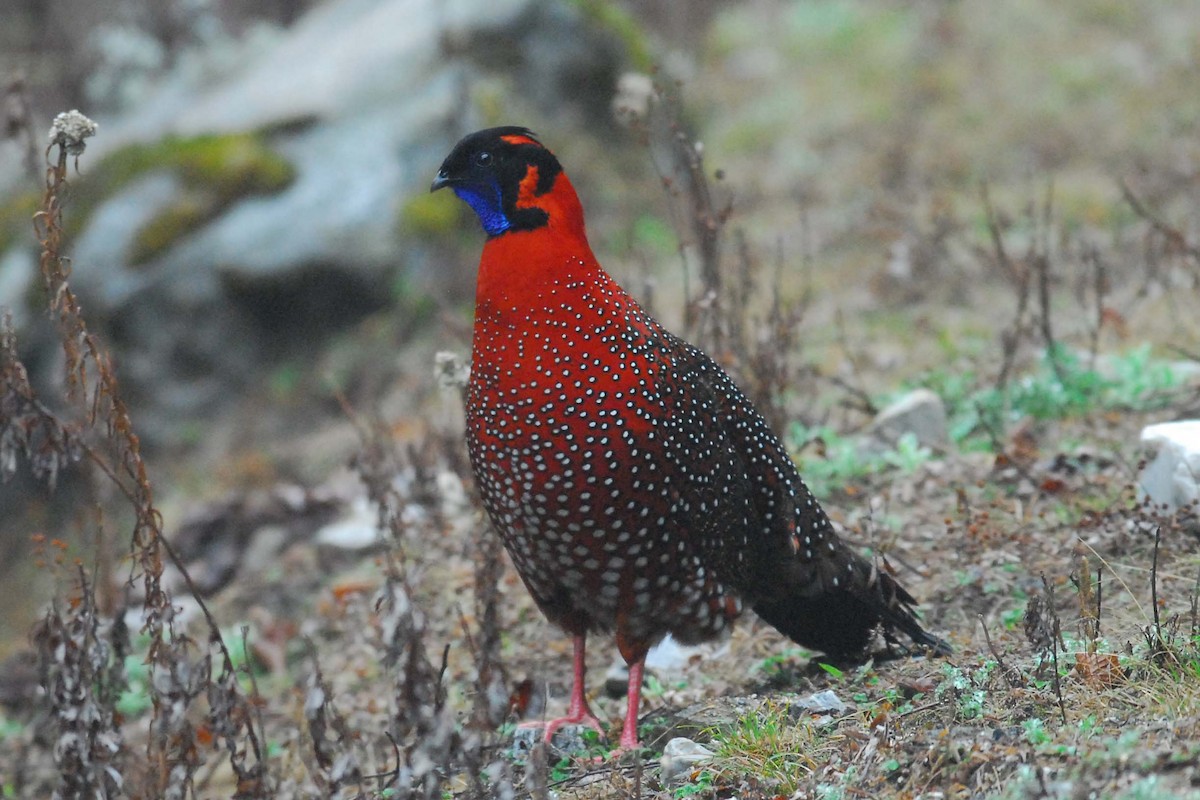 Satyr Tragopan - ML204620911