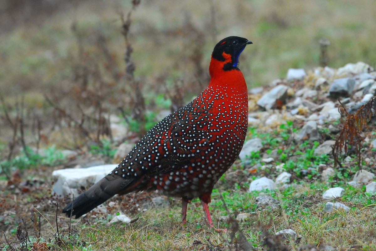 Satyr Tragopan - ML204620921