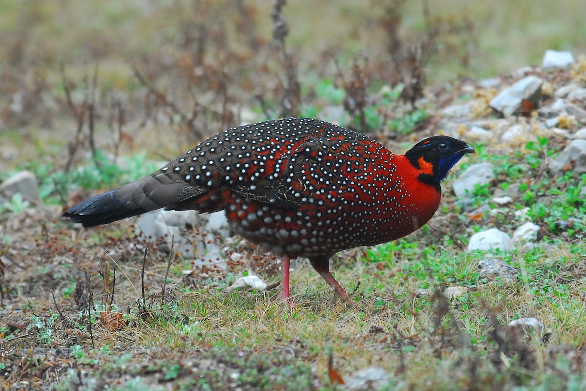 Satyr Tragopan - ML204620931