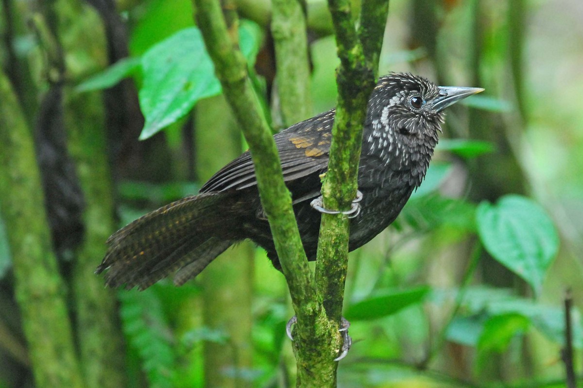 Sikkim Wedge-billed Babbler - ML204620961