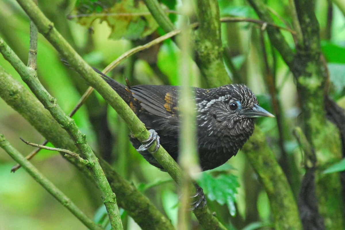 Sikkim Wedge-billed Babbler - ML204620971