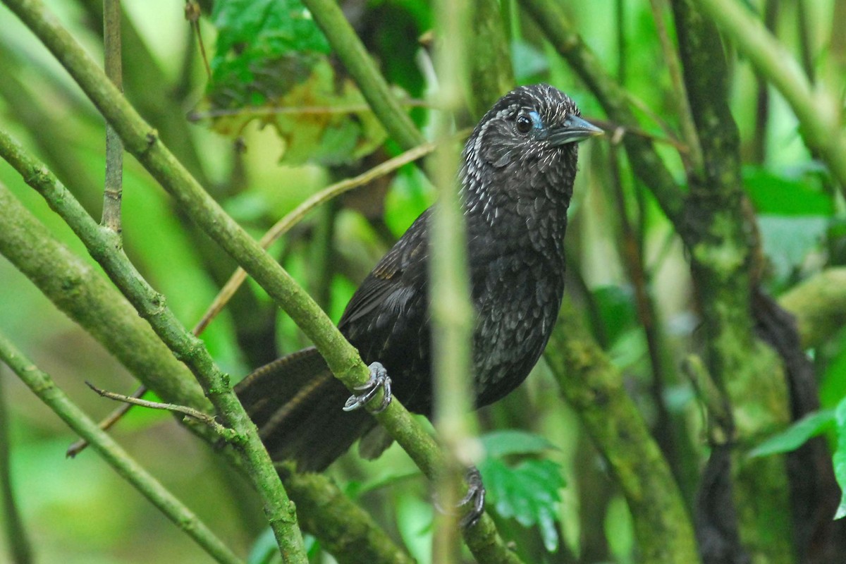 Sikkim Wedge-billed Babbler - ML204620981
