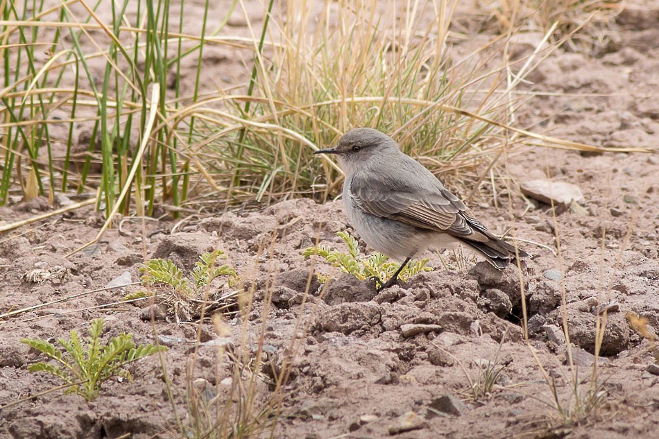 Cinereous Ground-Tyrant - ML204621121