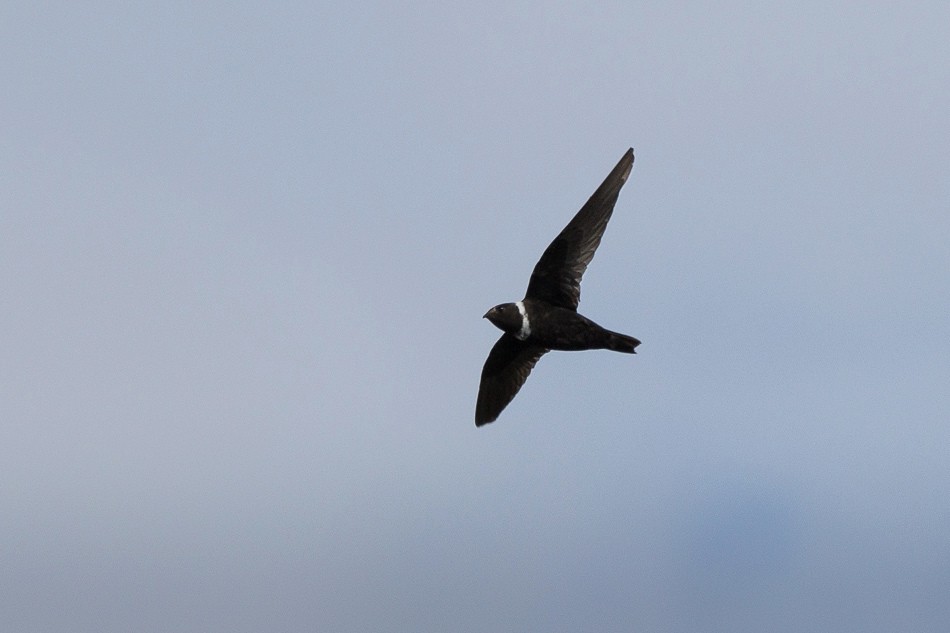 White-collared Swift - ML204621151