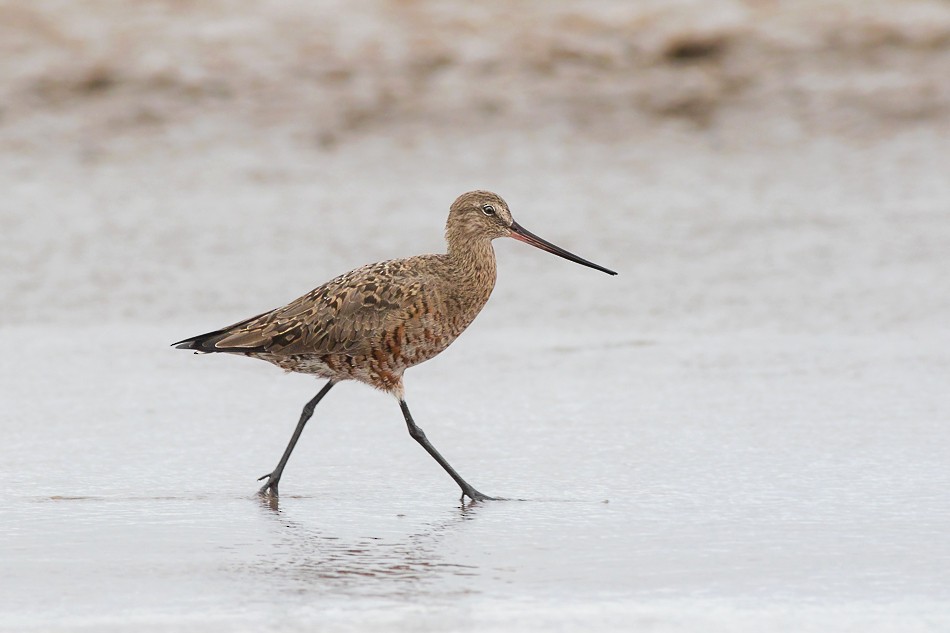 Hudsonian Godwit - Jorge Claudio Schlemmer