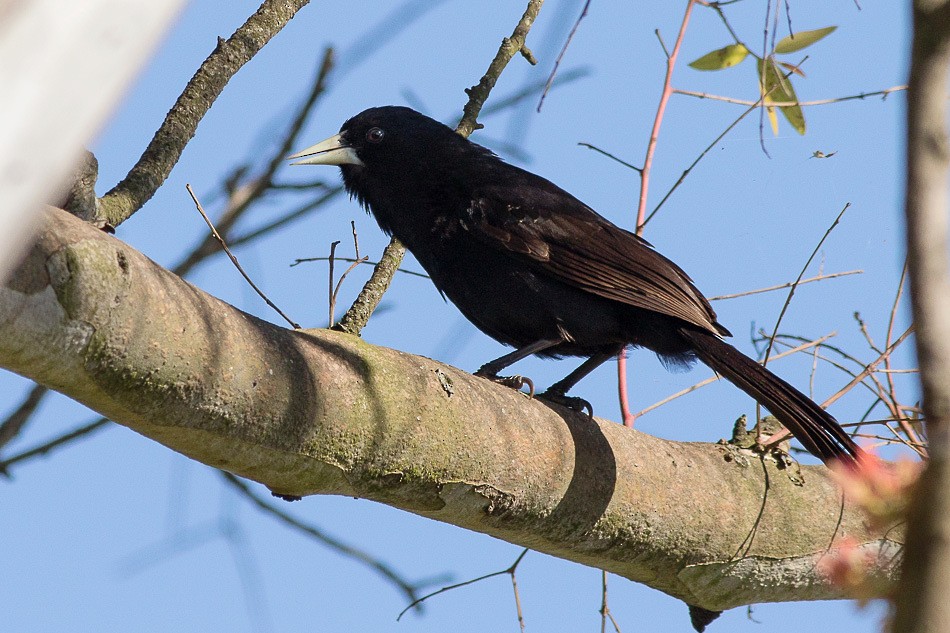 Solitary Black Cacique - ML204621451