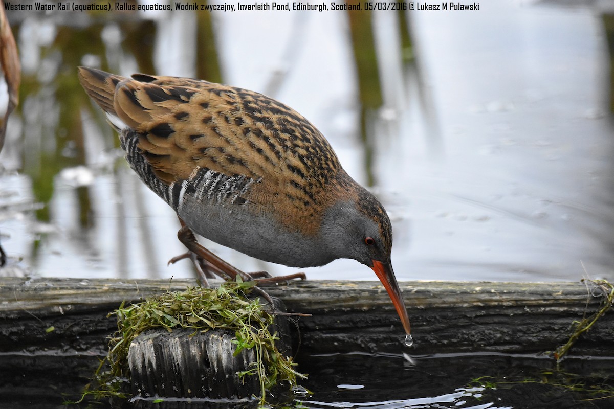 Water Rail - ML204621691