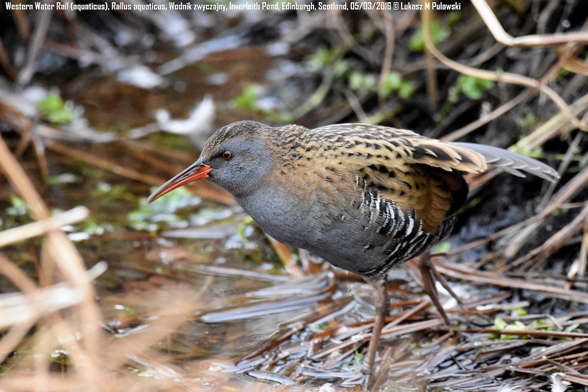 Water Rail - ML204621701