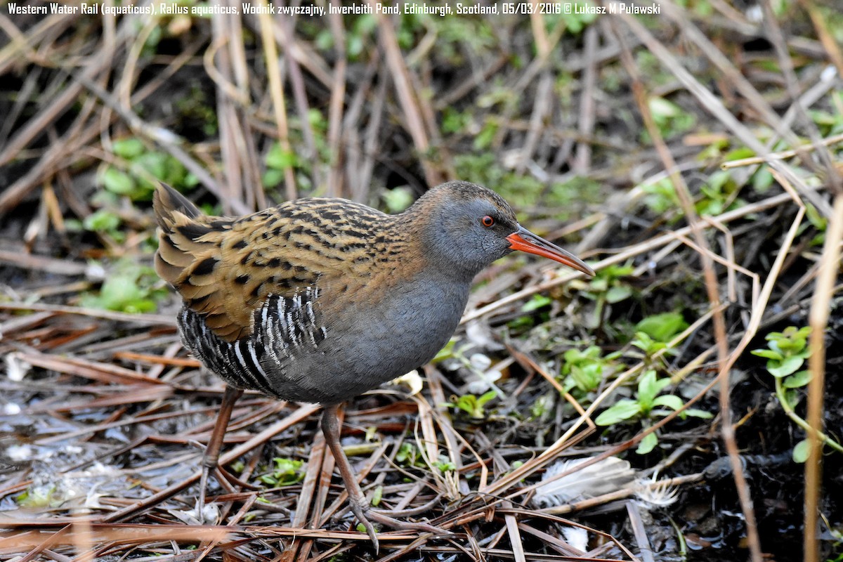 Water Rail - ML204621711