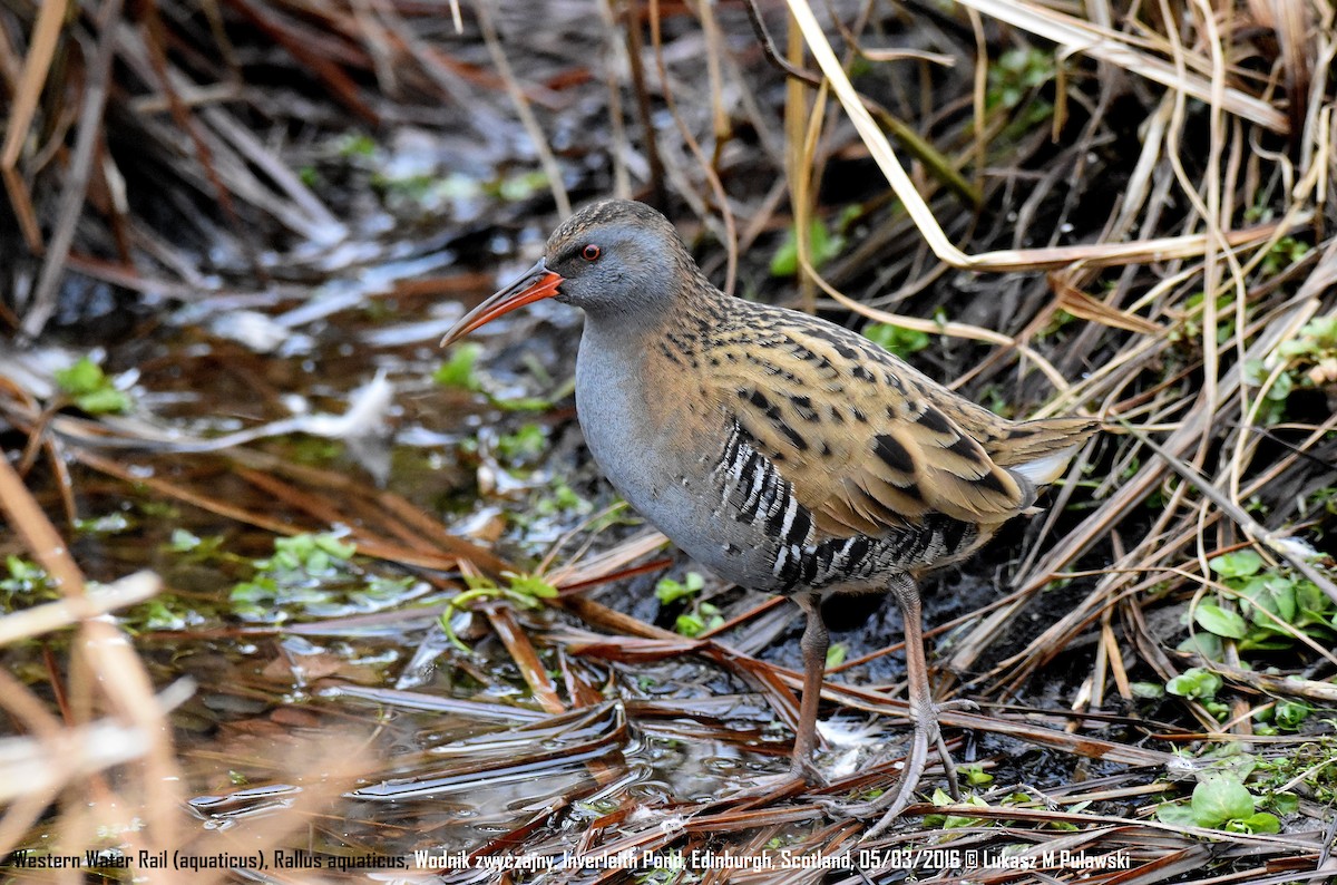 Water Rail - ML204621721