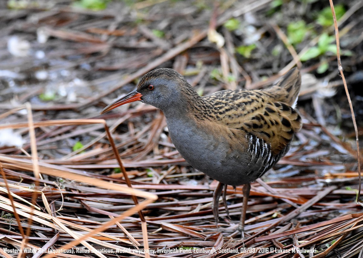 Water Rail - ML204621731