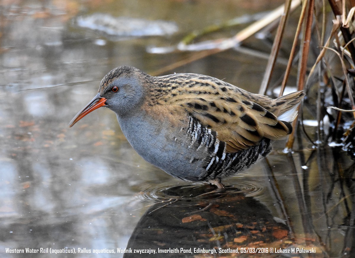 Water Rail - Lukasz Pulawski