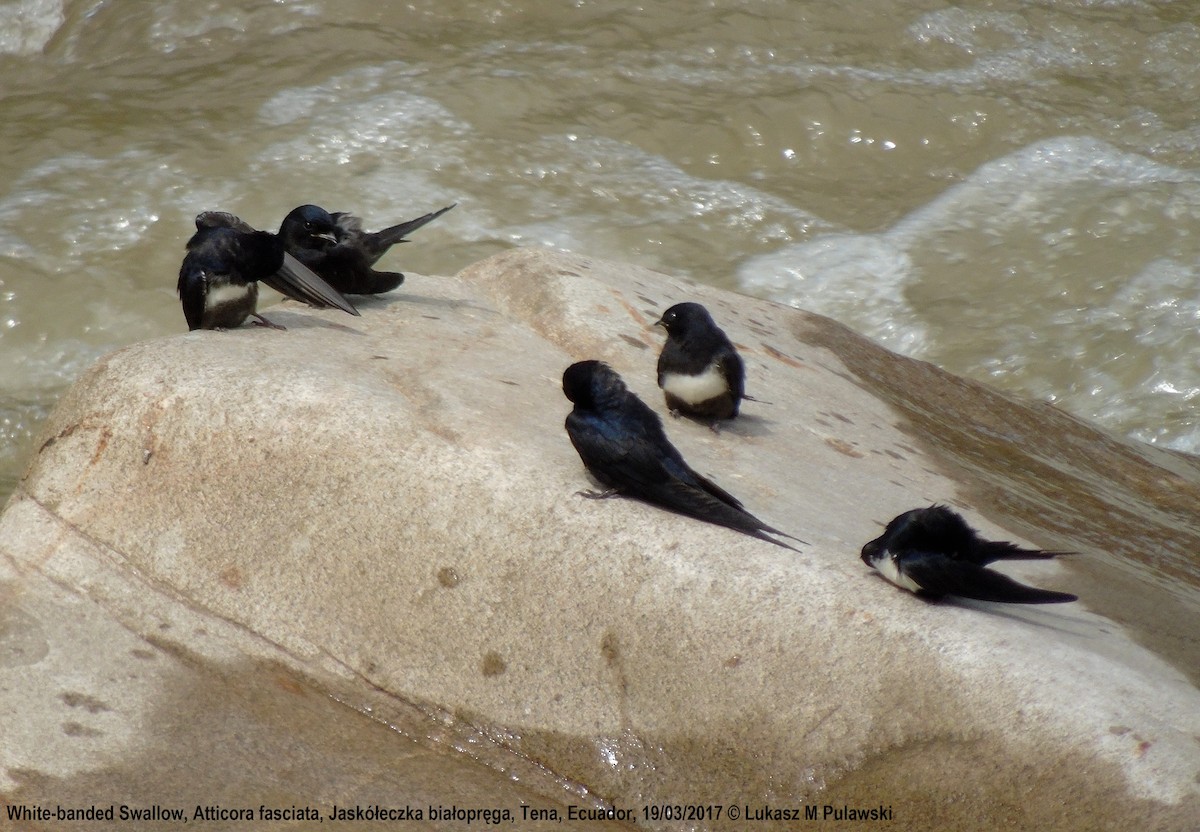 White-banded Swallow - ML204622231