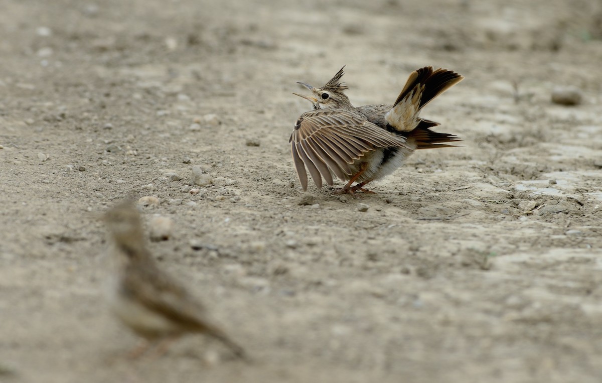 Crested Lark - ML204622301