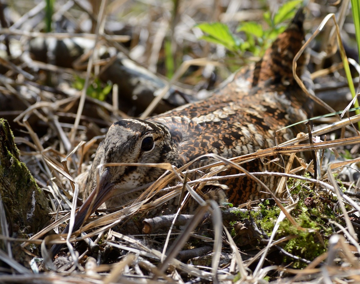 Eurasian Woodcock - ML204622691