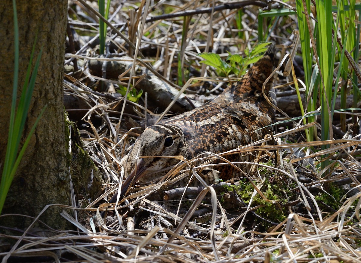 Eurasian Woodcock - ML204622701