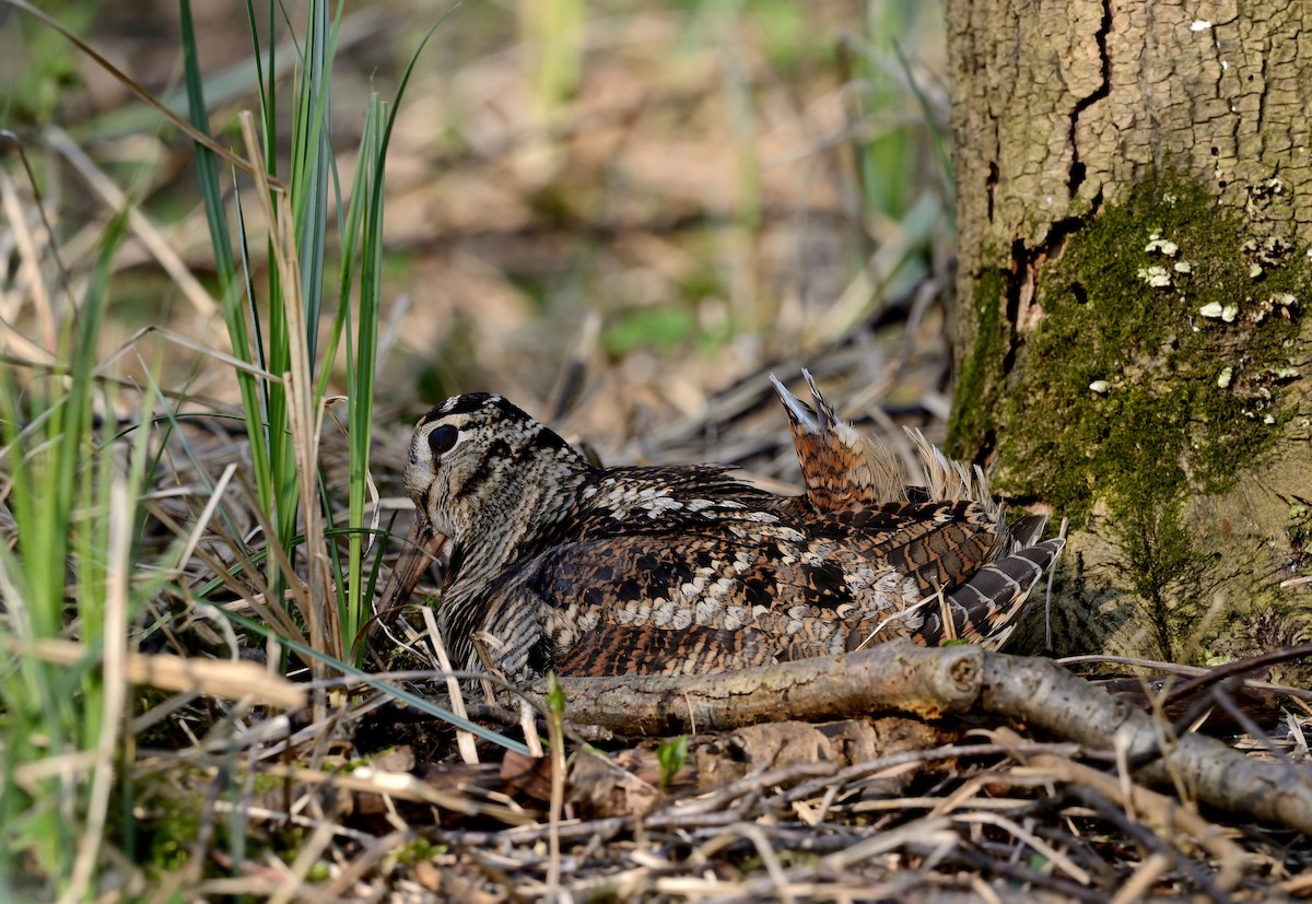 Eurasian Woodcock - ML204622731