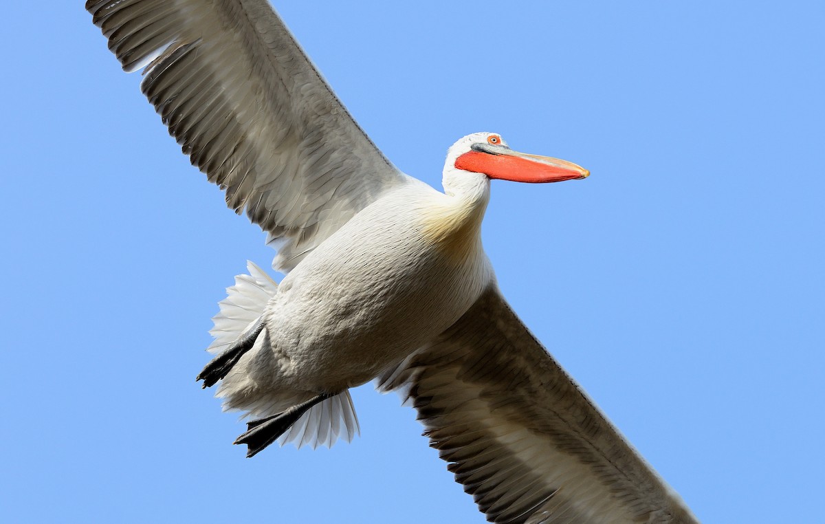pelikán kadeřavý - ML204622951